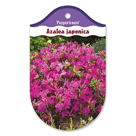 Rhododendron  Azalia japońska