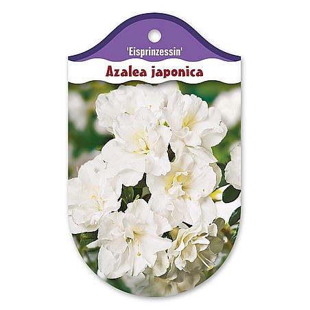 Rhododendron  Azalia japońska