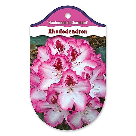 Rhododendron