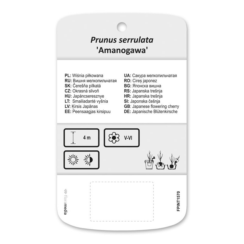 Prunus serrulata 'Amanogawa' wiśnia piłkowana