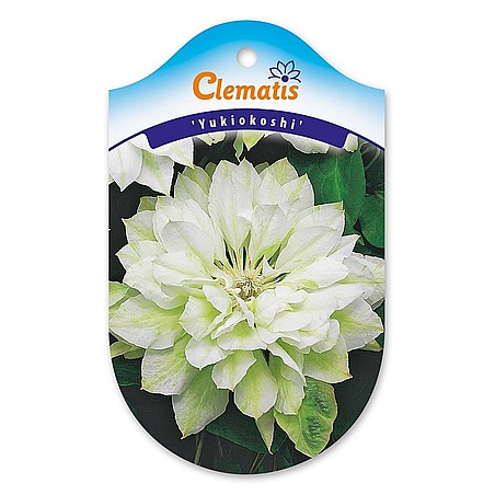 Clematis