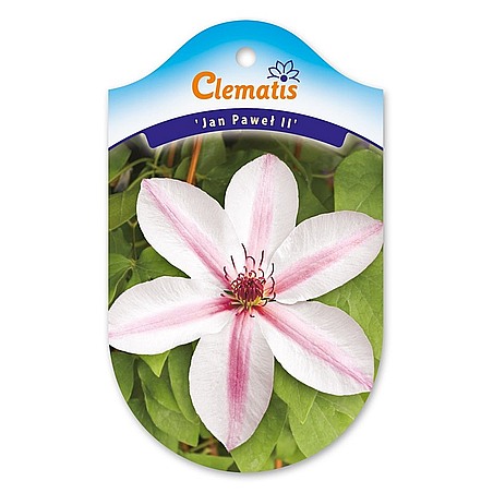 Clematis