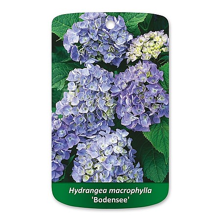 Hydrangea macrophylla