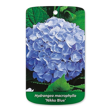 Hydrangea macrophylla