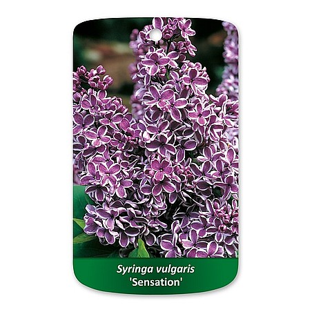 Syringa vulgaris