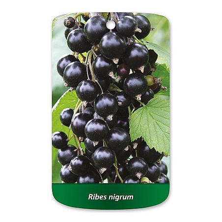 Ribes nigrum