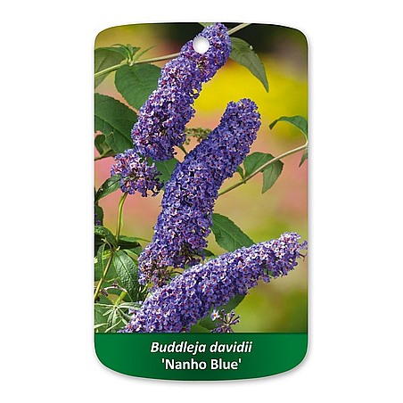 Buddleja