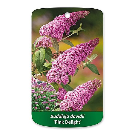 Buddleja