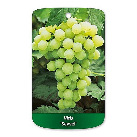 Vitis