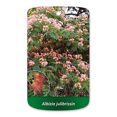 Albizia julibrissin