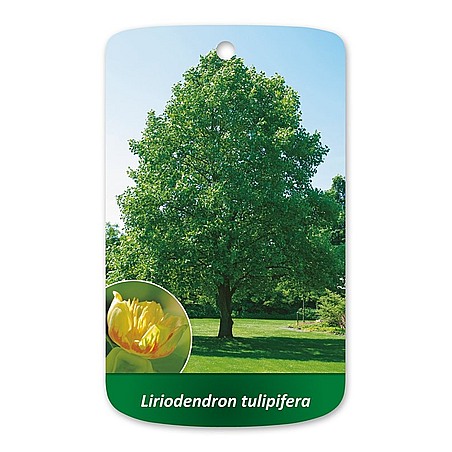 Liriodendron tulipifera