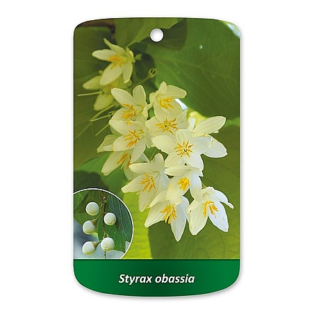 Styrax obassia
