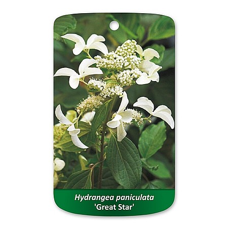 Hydrangea paniculata