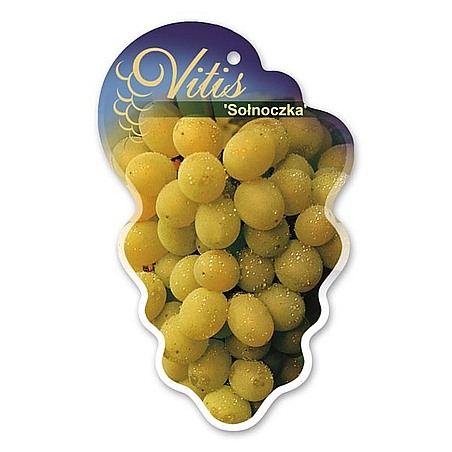 Vitis