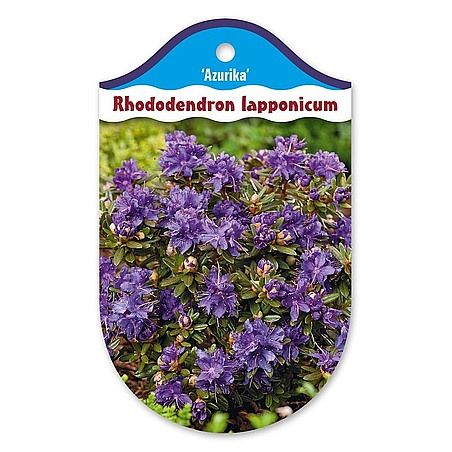 Rhododendron