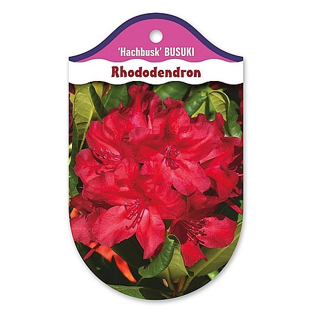 Rhododendron