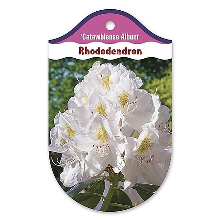 Rhododendron