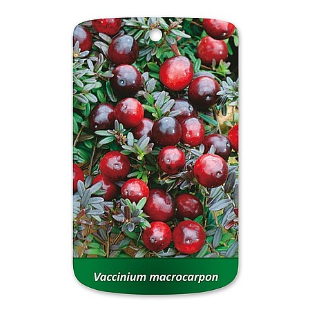 Vaccinium macrocarpon