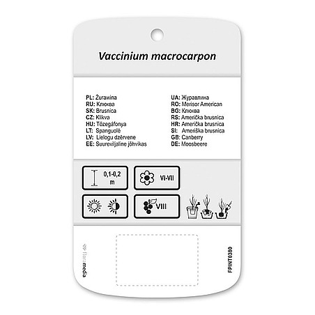 Vaccinium macrocarpon