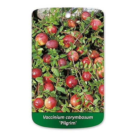 Vaccinium macrocarpon