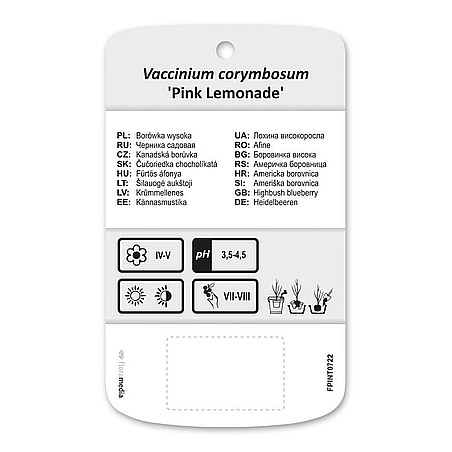 Vaccinium corymbosum