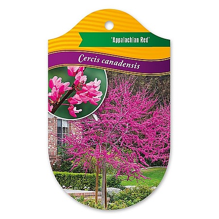 Cercis canadensis