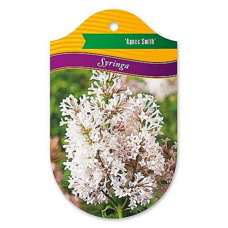 Syringa