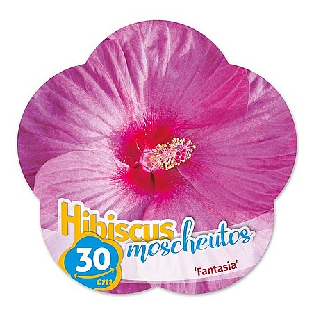 Hibiscus moscheutos