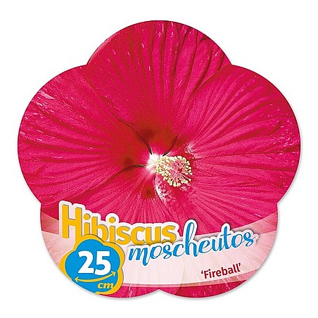 Hibiscus moscheutos