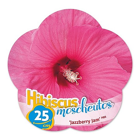 Hibiscus moscheutos