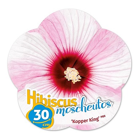 Hibiscus moscheutos