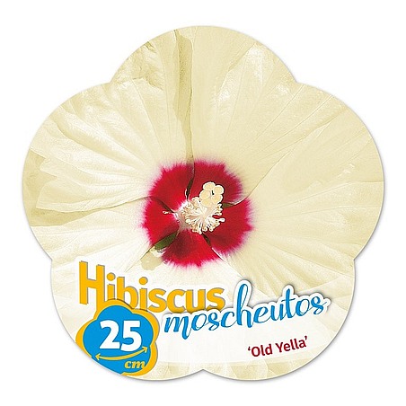 Hibiscus moscheutos