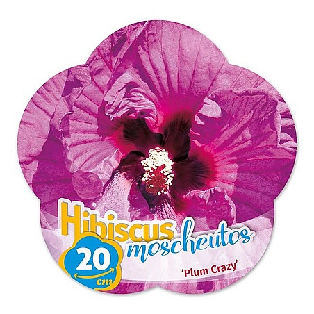 Hibiscus moscheutos