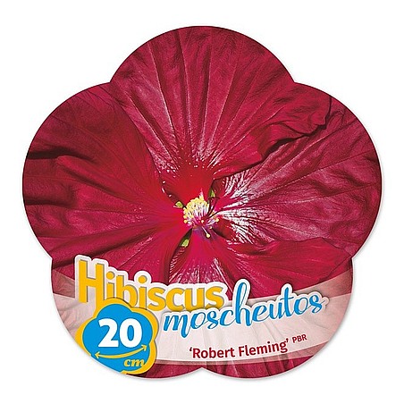 Hibiscus moscheutos