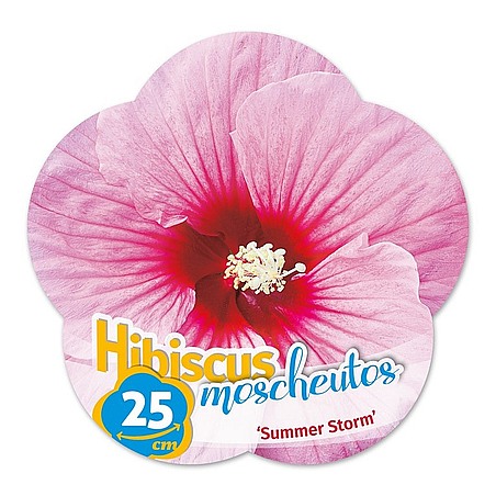 Hibiscus moscheutos