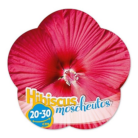 Hibiscus moscheutos