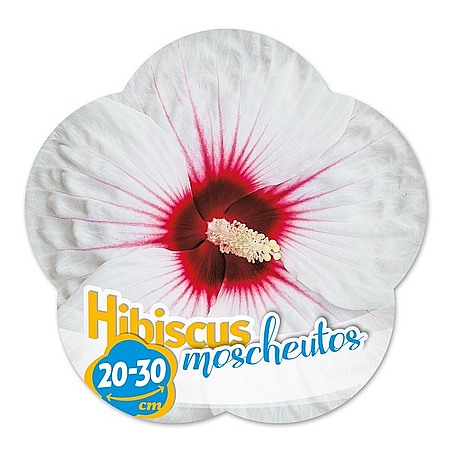 Hibiscus moscheutos