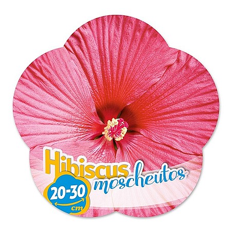 Hibiscus moscheutos