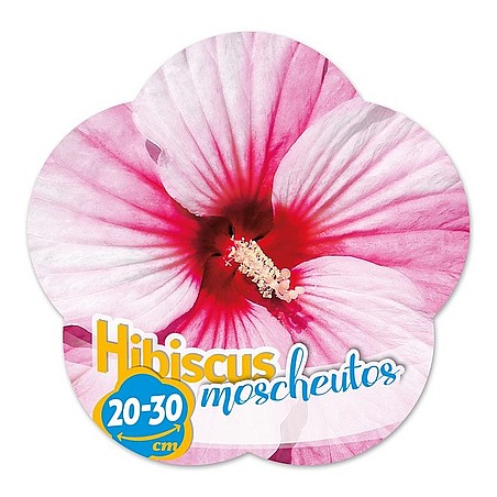 Hibiscus moscheutos