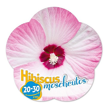 Hibiscus moscheutos