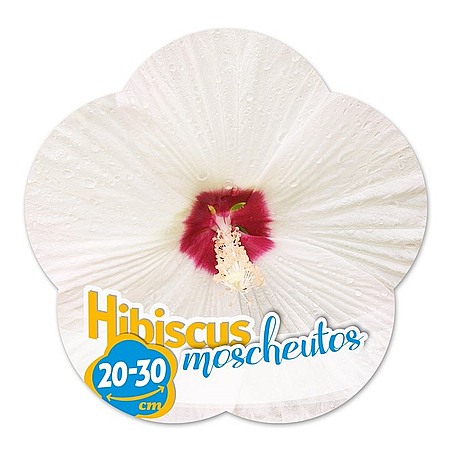 Hibiscus moscheutos