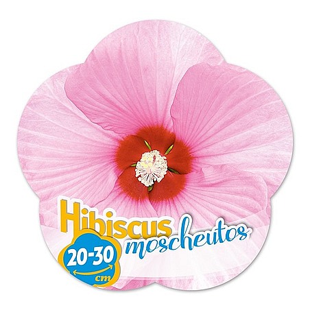 Hibiscus moscheutos