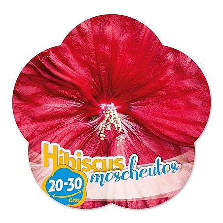 Hibiscus moscheutos