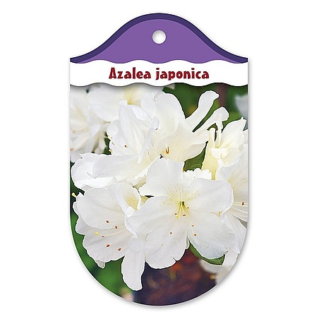 Rhododendron  Azalia japońska