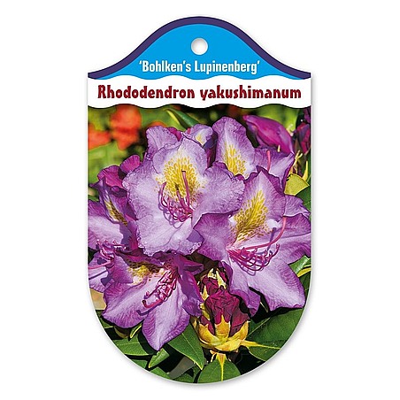 Rhododendron