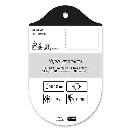 Ribes grossularia