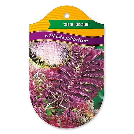 Albizia julibrissin