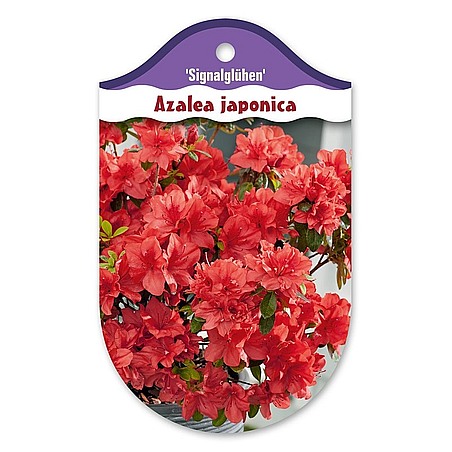 Rhododendron  Azalia japońska