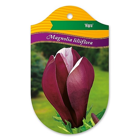 Magnolia