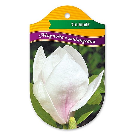 Magnolia